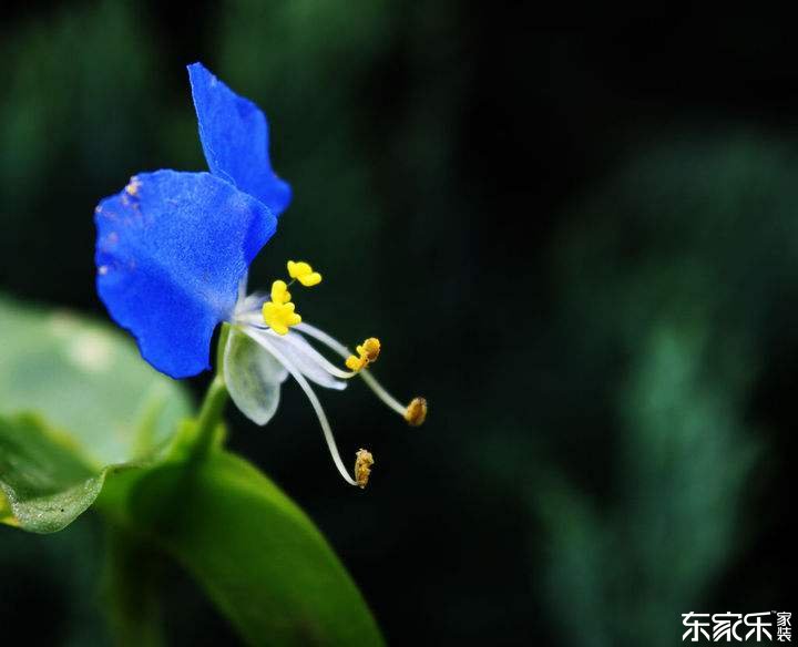 鸭跖草