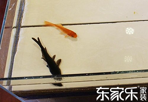 可以养鱼的环保防水涂料