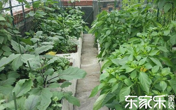 屋顶种植蔬菜 屋顶种植蔬菜