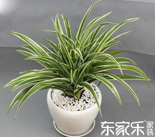 绿色植物清除室内有害物质