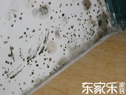 墙面为什么发霉?